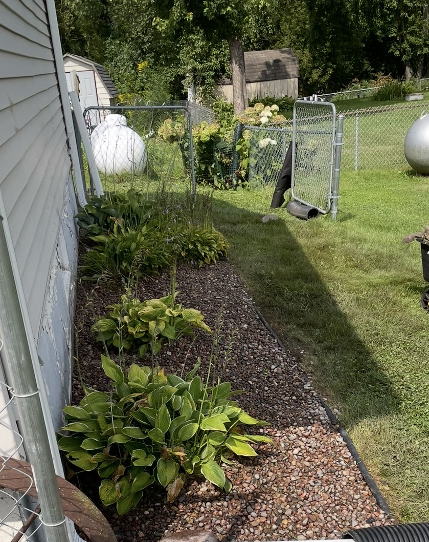 Landscaped bed with hostas along a client's home